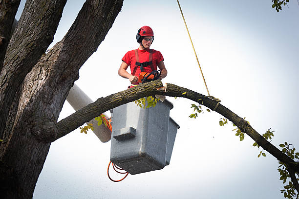 Reliable Fairmont, NC  Tree Services Solutions